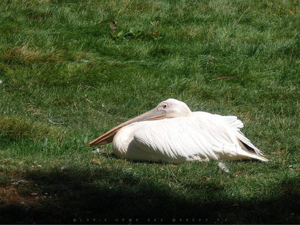 101PARC AUX OISEAUX DANS L AIN 2016 1_000024.jpg